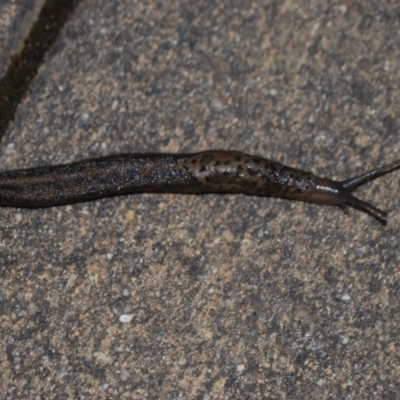 Limax maximus (Leopard Slug, Great Grey Slug) at Wamboin, NSW - 18 Apr 2018 by natureguy