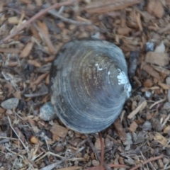 Hyriidae sp. (family) (Freshwater Mussels) at Sutton, NSW - 22 Feb 2018 by natureguy