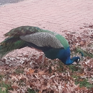 Pavo cristatus at Griffith, ACT - 17 Jun 2019