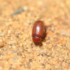 Heteronyx sp. (genus) (Scarab beetle) at Wamboin, NSW - 7 Dec 2018 by natureguy