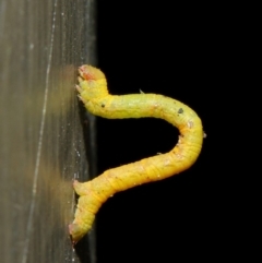 Geometridae (family) IMMATURE at Hackett, ACT - 14 Jun 2019