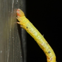 Geometridae (family) IMMATURE at Hackett, ACT - 14 Jun 2019