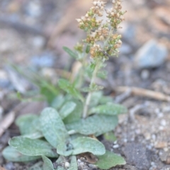 Gamochaeta impatiens (A cudweed) at Wamboin, NSW - 8 Feb 2019 by natureguy