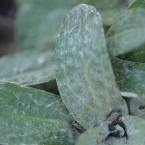 Gamochaeta impatiens at QPRC LGA - 9 Feb 2019 10:58 AM