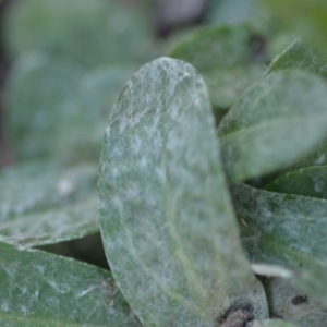 Gamochaeta impatiens at QPRC LGA - 9 Feb 2019