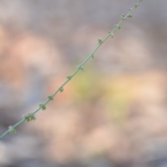 Rumex brownii (Slender Dock) at Wamboin, NSW - 9 Feb 2019 by natureguy