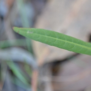 Rumex brownii at Wamboin, NSW - 9 Feb 2019 11:02 AM