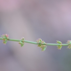 Rumex brownii at Wamboin, NSW - 9 Feb 2019 11:02 AM