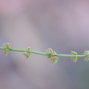 Rumex brownii at Wamboin, NSW - 9 Feb 2019 11:02 AM