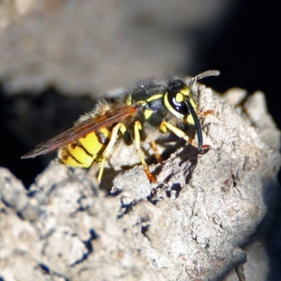 Vespula germanica (European wasp) at Fyshwick, ACT - 17 Jun 2019 by RodDeb