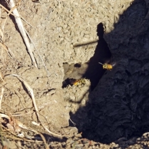 Vespula germanica at Fyshwick, ACT - 17 Jun 2019