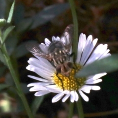 Nemoraea sp. (genus) (Unidentified Nemoraea bristle fly) at Ainslie, ACT - 9 Apr 2019 by jbromilow50