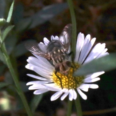 Nemoraea sp. (genus) (Unidentified Nemoraea bristle fly) at Ainslie, ACT - 9 Apr 2019 by jbromilow50