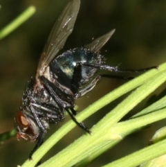 Tachinidae (family) (Unidentified Bristle fly) at Ainslie, ACT - 5 Mar 2019 by jb2602