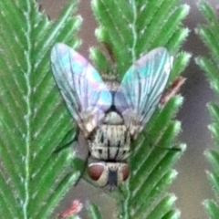 Tachinidae (family) (Unidentified Bristle fly) at Majura, ACT - 28 Jan 2019 by jb2602