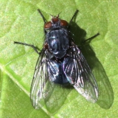 Calliphora vicina (European bluebottle) at Ainslie, ACT - 21 Oct 2018 by jb2602