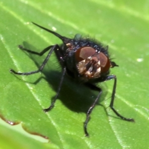 Calliphora vicina at Ainslie, ACT - 21 Oct 2018