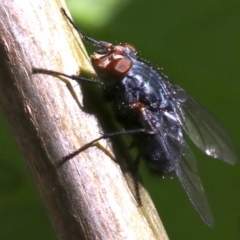 Calliphora vicina at Ainslie, ACT - 21 Oct 2018