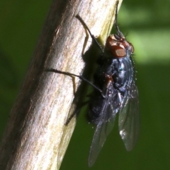 Calliphora vicina at Ainslie, ACT - 21 Oct 2018