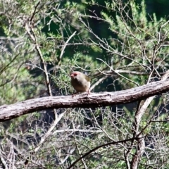 Neochmia temporalis (Red-browed Finch) at Bournda, NSW - 14 Apr 2019 by RossMannell