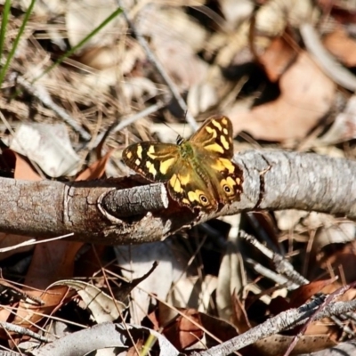 Heteronympha banksii (Banks' Brown) at Bournda, NSW - 14 Apr 2019 by RossMannell