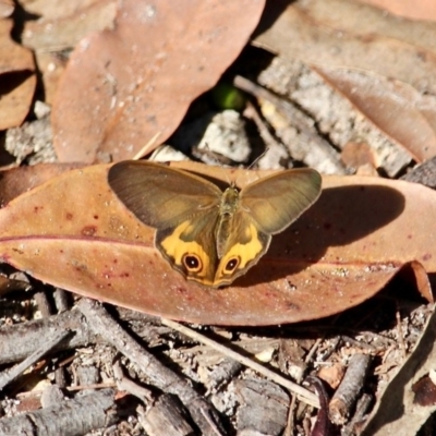 Hypocysta metirius (Brown Ringlet) at Bournda, NSW - 14 Apr 2019 by RossMannell