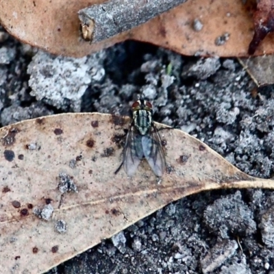 Sarcophaga sp. (genus) (Flesh fly) at Bournda, NSW - 14 Apr 2019 by RossMannell