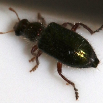 Phlogistus sp. (genus) (Clerid beetle) at Ainslie, ACT - 26 Nov 2018 by jb2602