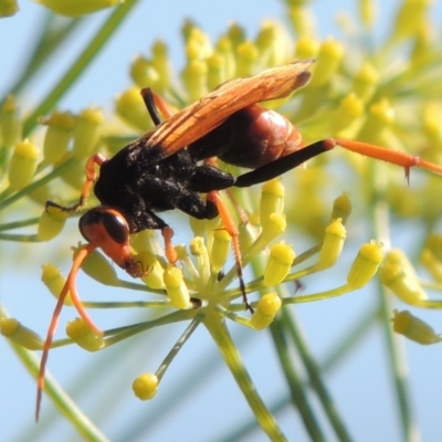 Cryptocheilus australis (Golden spider wasp) at Gordon, ACT - 27 Mar 2019 by MichaelBedingfield