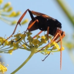 Cryptocheilus bicolor at Gordon, ACT - 27 Mar 2019 05:31 PM