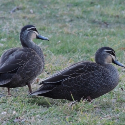 Anas superciliosa (Pacific Black Duck) at Gordon, ACT - 27 Mar 2019 by michaelb