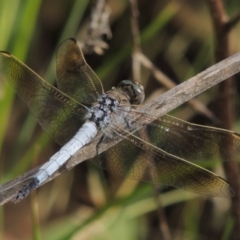 Orthetrum caledonicum (Blue Skimmer) at Tuggeranong DC, ACT - 27 Mar 2019 by michaelb