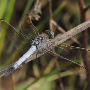 Orthetrum caledonicum at Tuggeranong DC, ACT - 27 Mar 2019