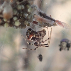 Theridiidae (family) at Cook, ACT - 15 Jun 2019 11:54 AM