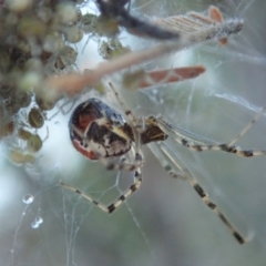 Theridiidae (family) at Cook, ACT - 15 Jun 2019