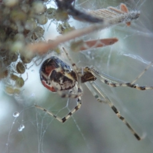 Theridiidae (family) at Cook, ACT - 15 Jun 2019