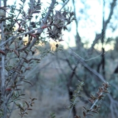 Theridiidae (family) at Cook, ACT - 15 Jun 2019