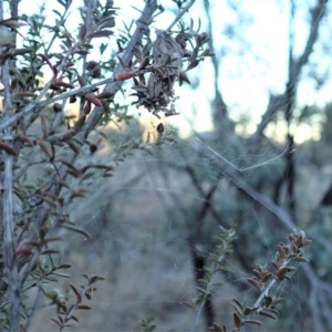 Theridiidae (family) at Cook, ACT - 15 Jun 2019 11:54 AM