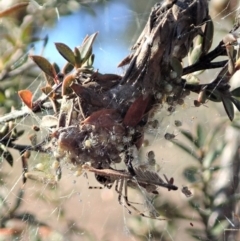 Theridiidae (family) at Cook, ACT - 15 Jun 2019