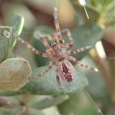 Phryganoporus candidus (Foliage-webbing social spider) at Cook, ACT - 14 Jun 2019 by CathB