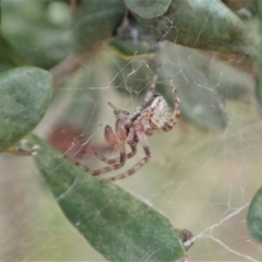 Phryganoporus candidus at Cook, ACT - 14 Jun 2019 03:41 PM