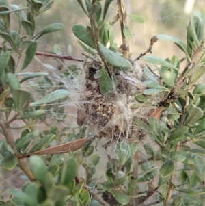 Phryganoporus candidus at Cook, ACT - 14 Jun 2019