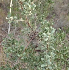 Phryganoporus candidus at Cook, ACT - 14 Jun 2019 03:41 PM