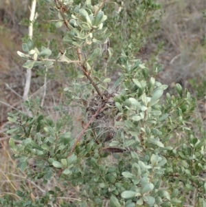 Phryganoporus candidus at Cook, ACT - 14 Jun 2019 03:41 PM