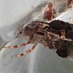 Australomisidia sp. (genus) (Flower spider) at Cook, ACT - 15 Jun 2019 by CathB