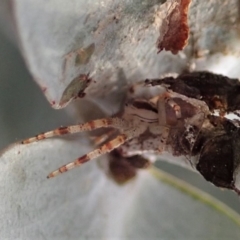 Australomisidia sp. (genus) at Cook, ACT - 15 Jun 2019