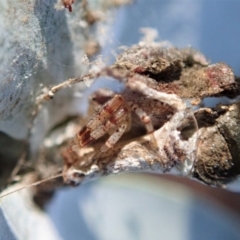 Australomisidia sp. (genus) at Cook, ACT - 15 Jun 2019