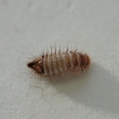 Anthrenus verbasci (Varied or Variegated Carpet Beetle) at Cook, ACT - 12 Jun 2019 by CathB