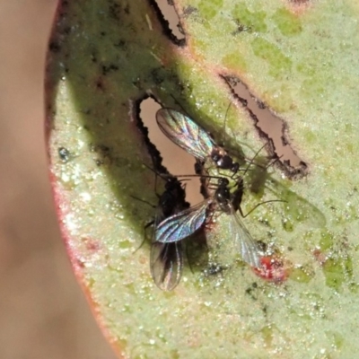 Sciaridae sp. (family) (Black fungus gnat) at Cook, ACT - 14 Jun 2019 by CathB