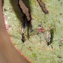 Sciaridae sp. (family) at Cook, ACT - 14 Jun 2019 03:23 PM